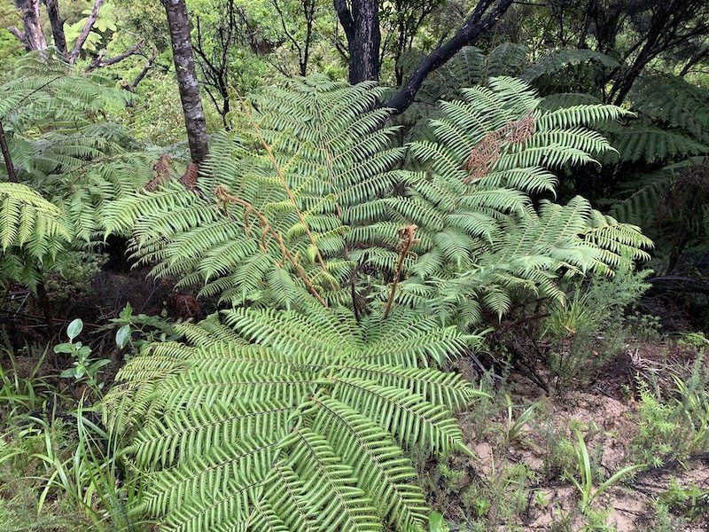 green ferns with ponga shoots